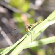 Image of Western Pygmyfly