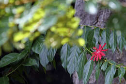 Sivun Passiflora glandulosa Cav. kuva