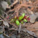 Image of Echeveria tencho Moran & C. H. Uhl