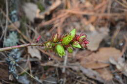 Image of Echeveria tencho Moran & C. H. Uhl