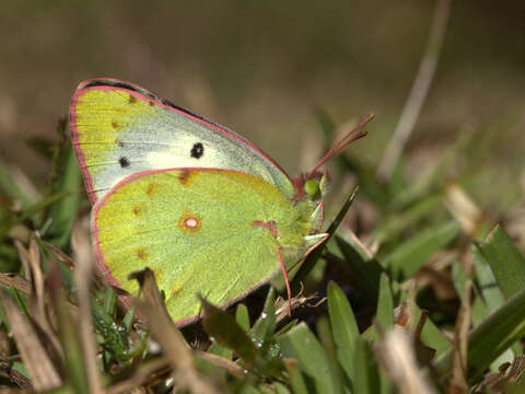 Image de <i>Colias nilagiriensis</i>