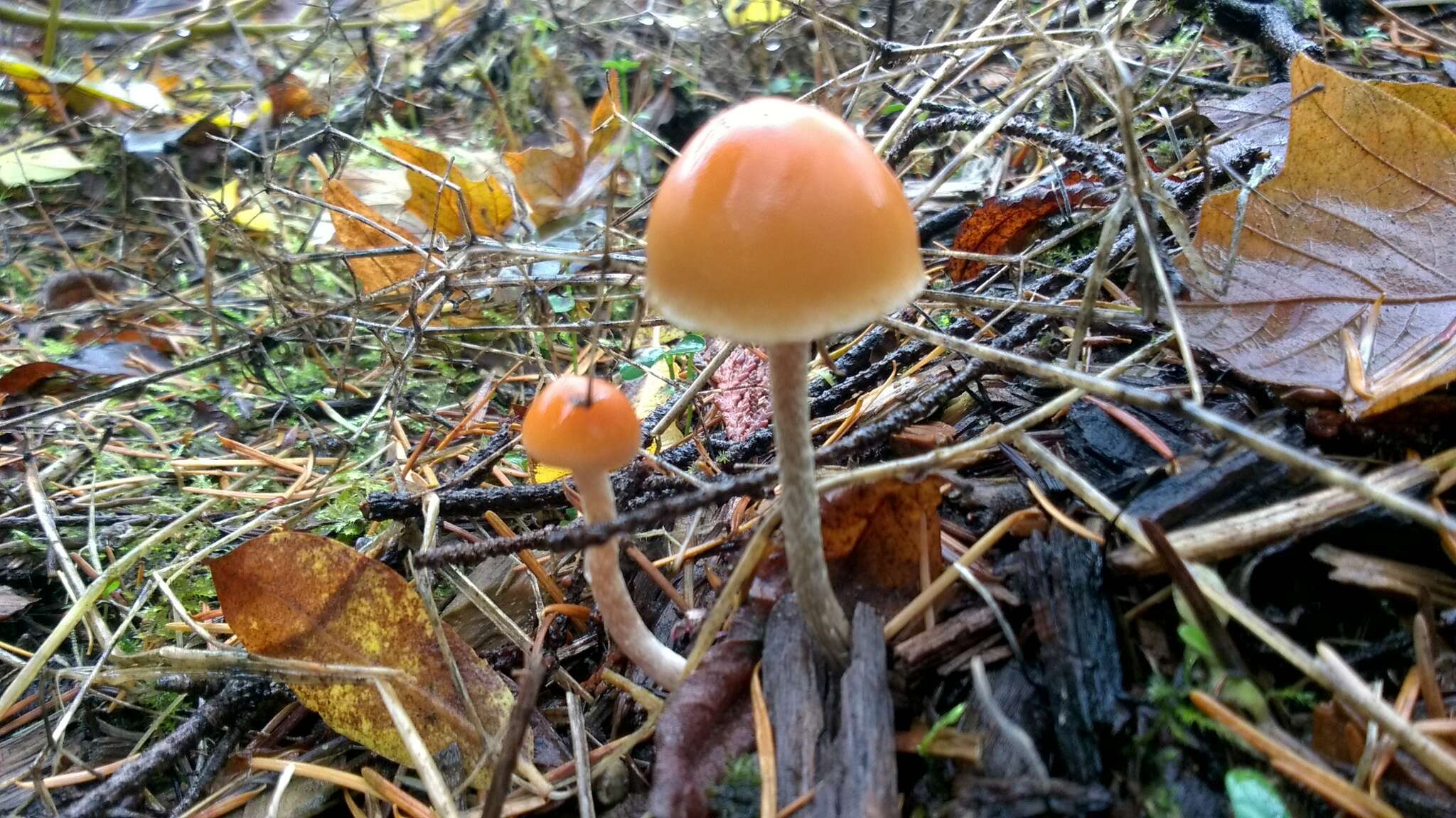 Image of Hypholoma marginatum J. Schröt. 1889