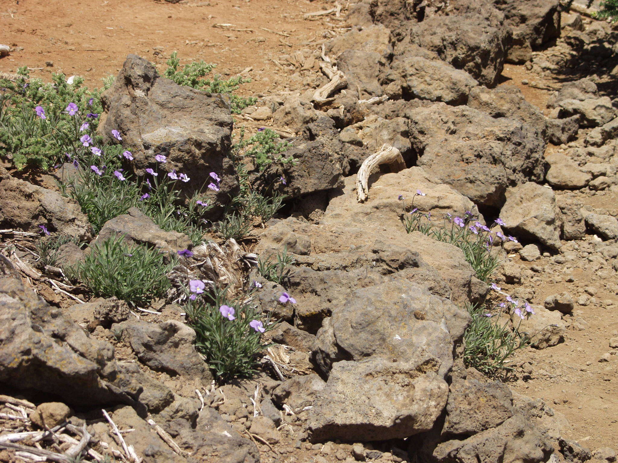 Image of Viola palmensis Webb & Berth.