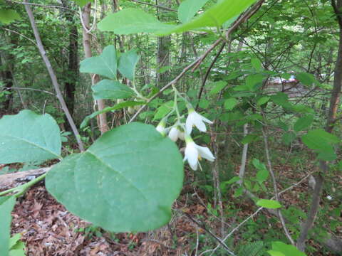 Plancia ëd Styrax grandifolium Ait.