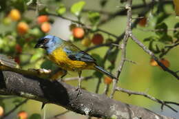 Image of Blue-and-yellow Tanager