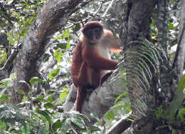Image of Thollon's Red Colobus