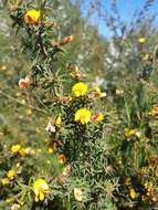 Imagem de Pultenaea juniperina Labill.