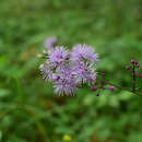 Imagem de Thalictrum faberi Ulbr.