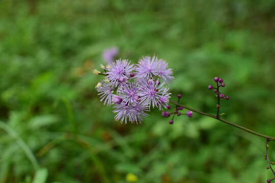 Image of Thalictrum faberi Ulbr.