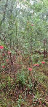 Image of Grevillea speciosa (Knight) Mc Gill.