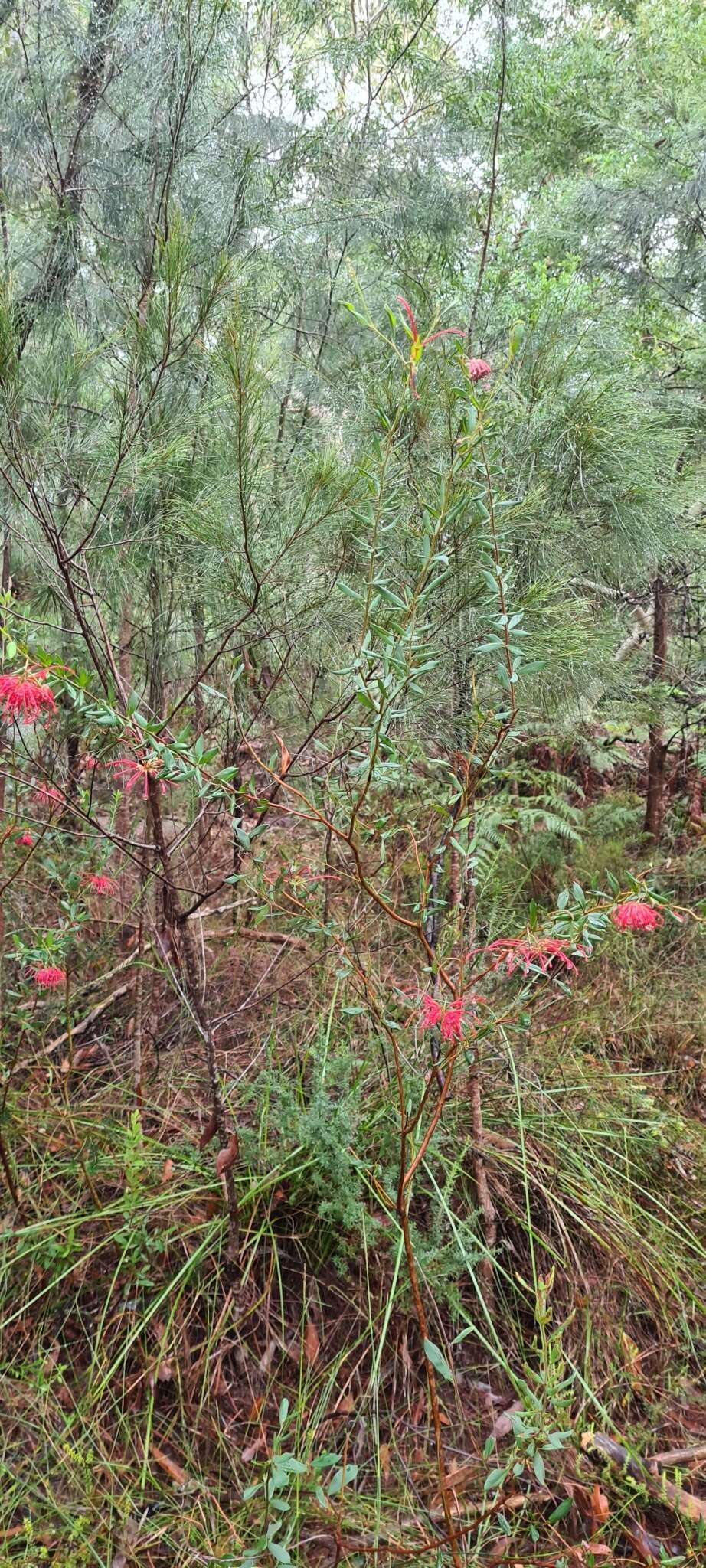 Imagem de Grevillea speciosa (Knight) Mc Gill.