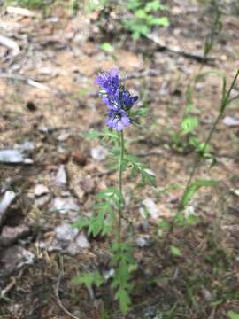 Image of Franklin's phacelia