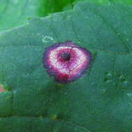 Image of Ocellate Gall Midge