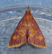 Image of Mint-loving Pyrausta