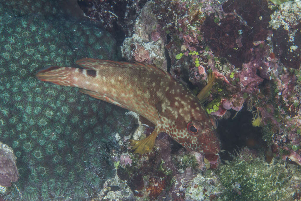 Plancia ëd Cephalopholis leopardus (Lacepède 1801)