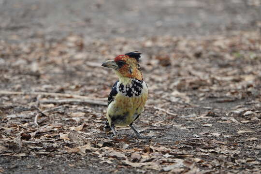 Image of Crested Barbet