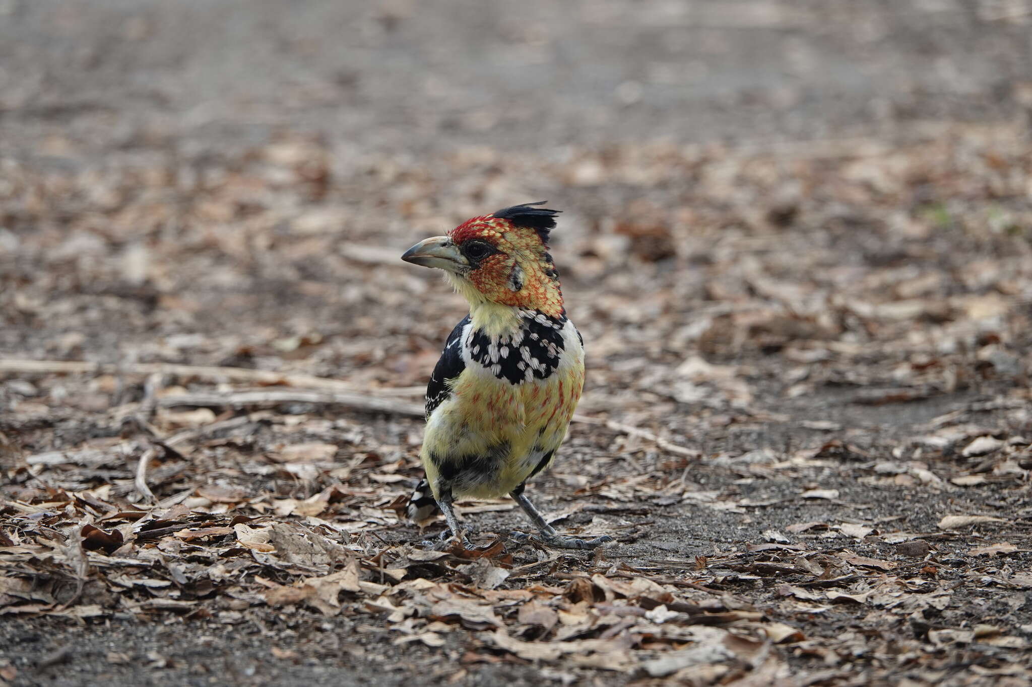 صورة Trachyphonus vaillantii Ranzani 1821