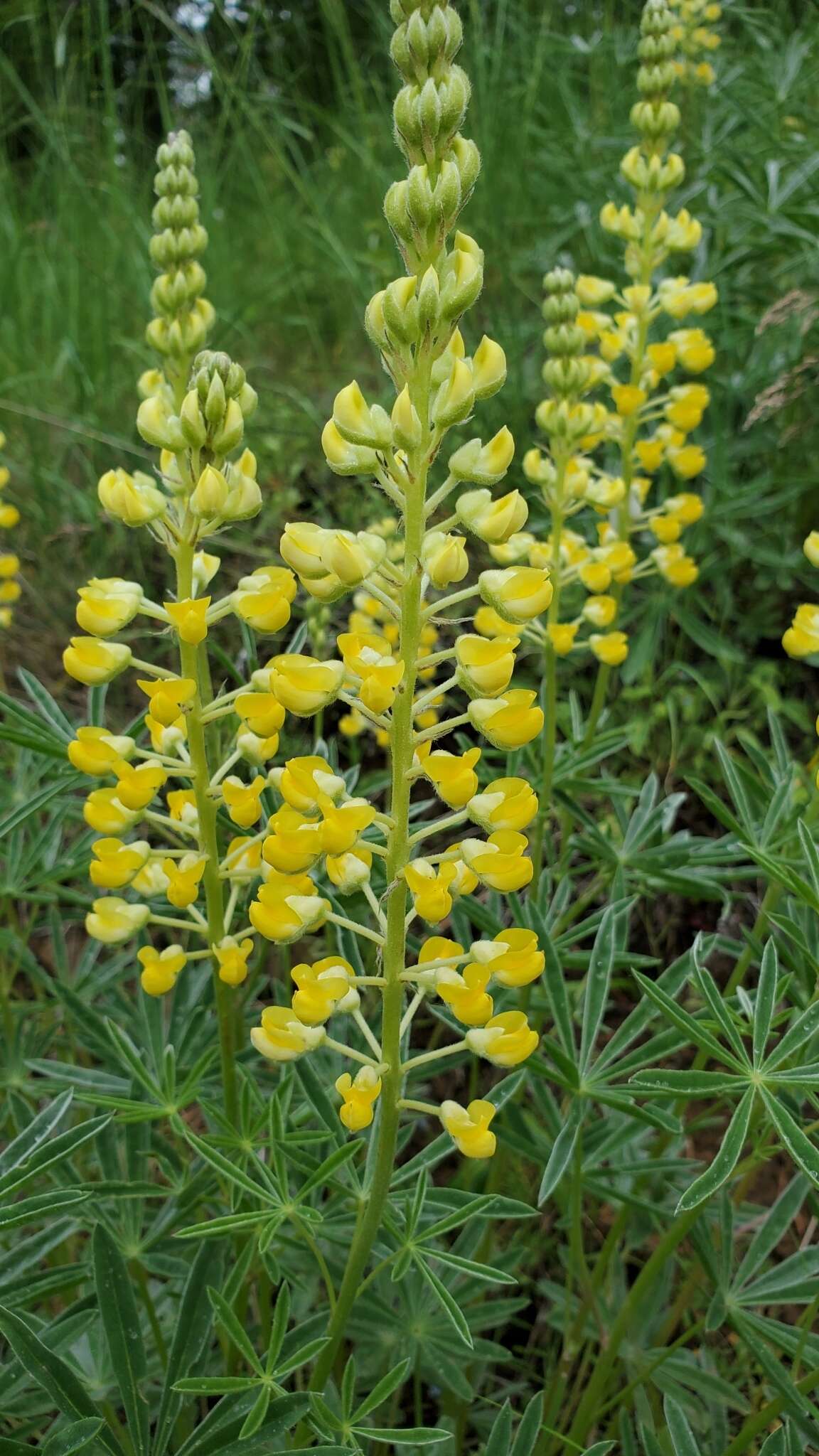 Image of sulphur lupine