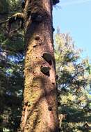 Image of Fomitopsis ochracea Ryvarden & Stokland 2008