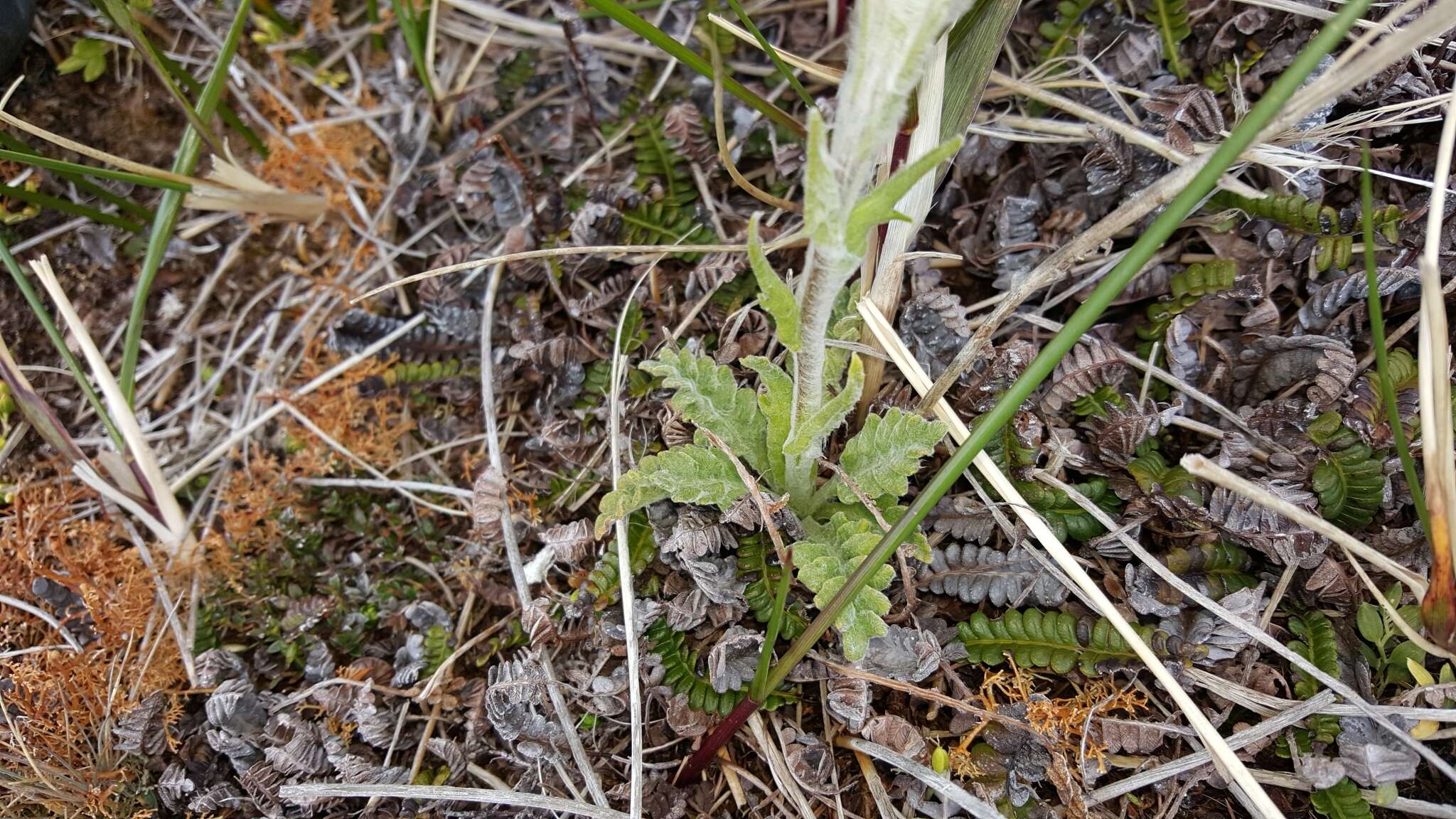 Leucheria suaveolens (d'Urv.) Skottsb. resmi