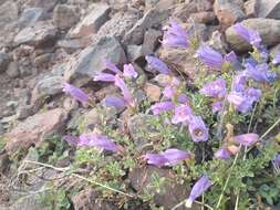 Image of timberline beardtongue