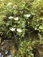 Image of largeleaf grass of Parnassus