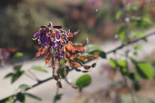 Image of Desmodium distortum (Aubl.) J. F. Macbr.