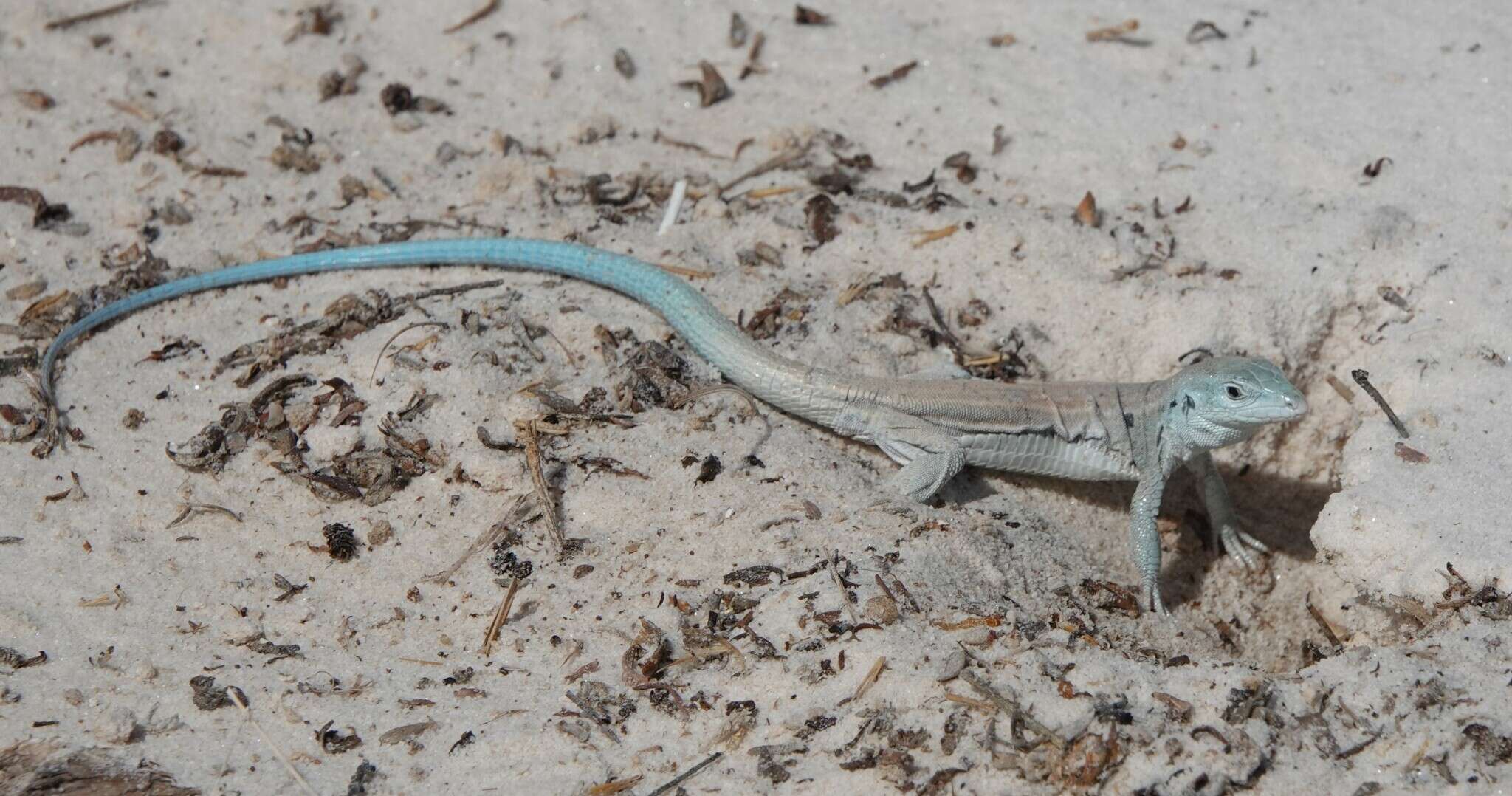 Image of Aspidoscelis inornatus gypsi (Wright & Lowe 1993)