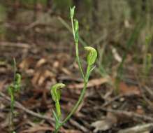 Image of Tiny greenhood