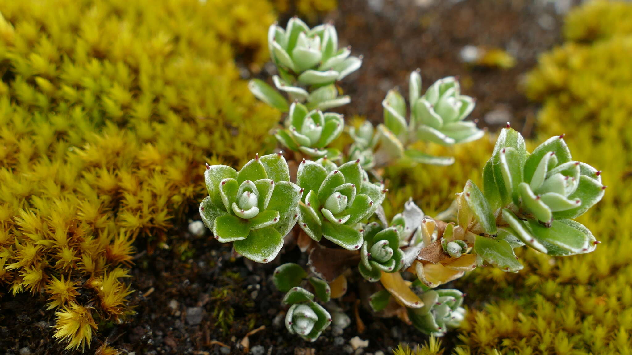 Sivun Anaphalioides alpina (Cockayne) D. Glenny kuva