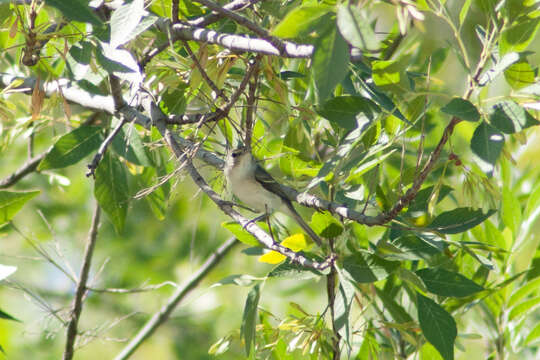 Image of Bell's Vireo