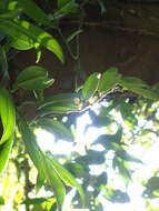 Image of Pothos chinensis (Raf.) Merr.