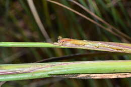 Image of Chorizandra australis K. L. Wilson