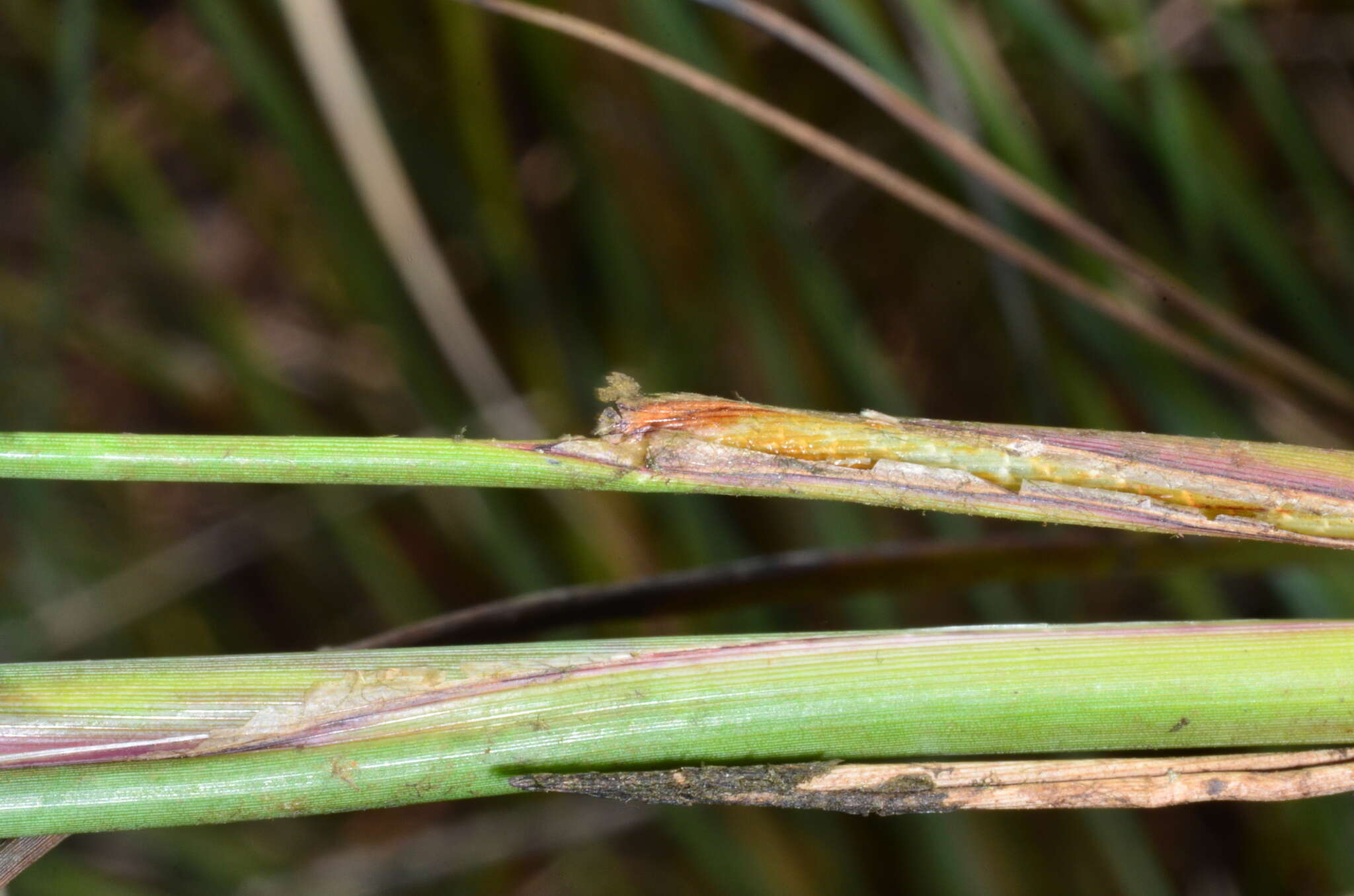 Image of Chorizandra australis K. L. Wilson