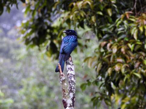 Image of Lesser Racket-tailed Drongo