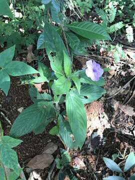 Imagem de Ruellia jussieuoides Schltdl.