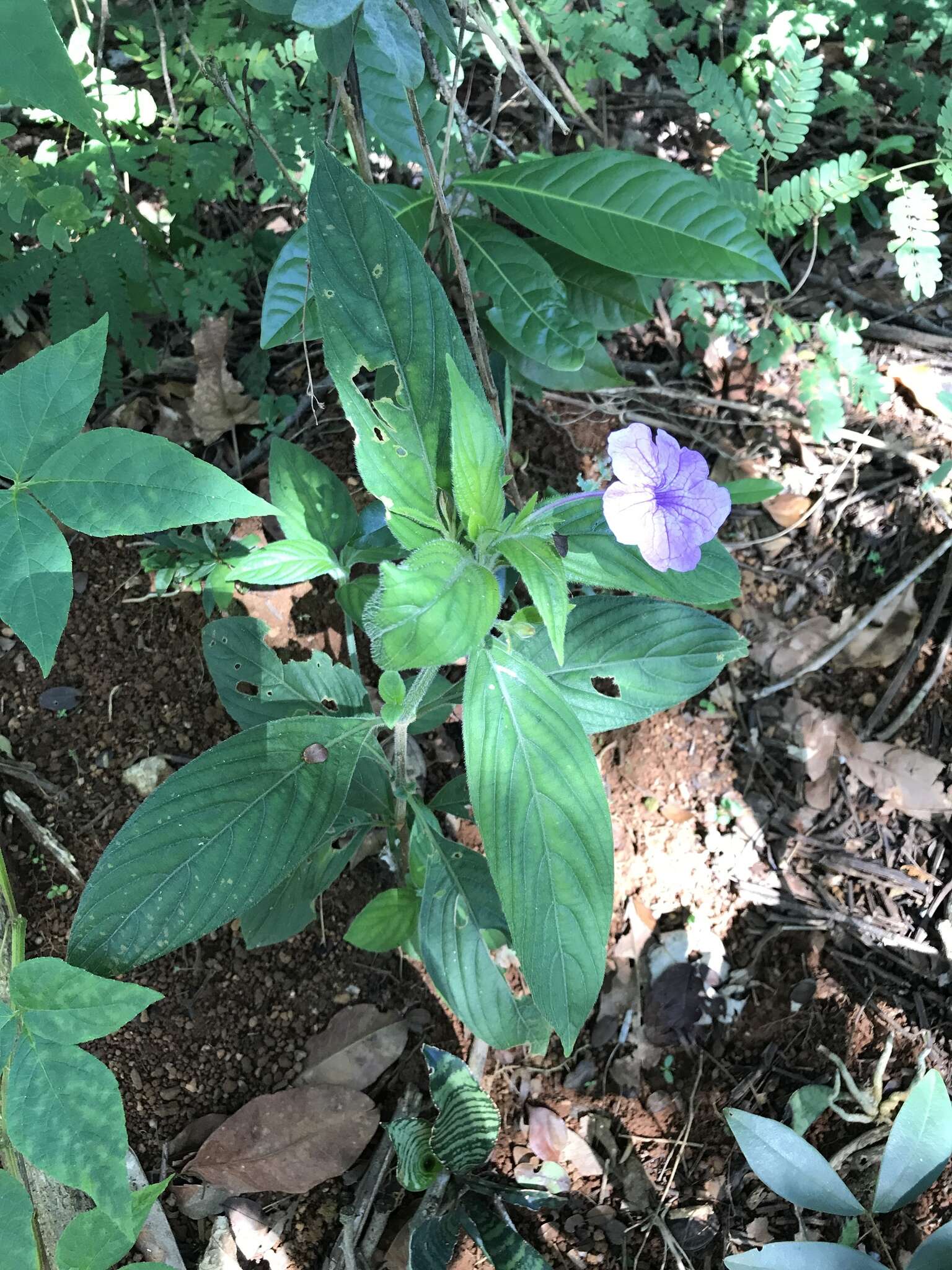 Imagem de Ruellia jussieuoides Schltdl.