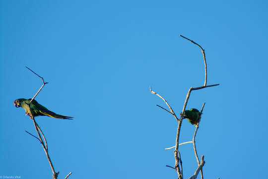 Image of Blue-winged Macaw