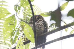 Image of Rufous-banded Owl