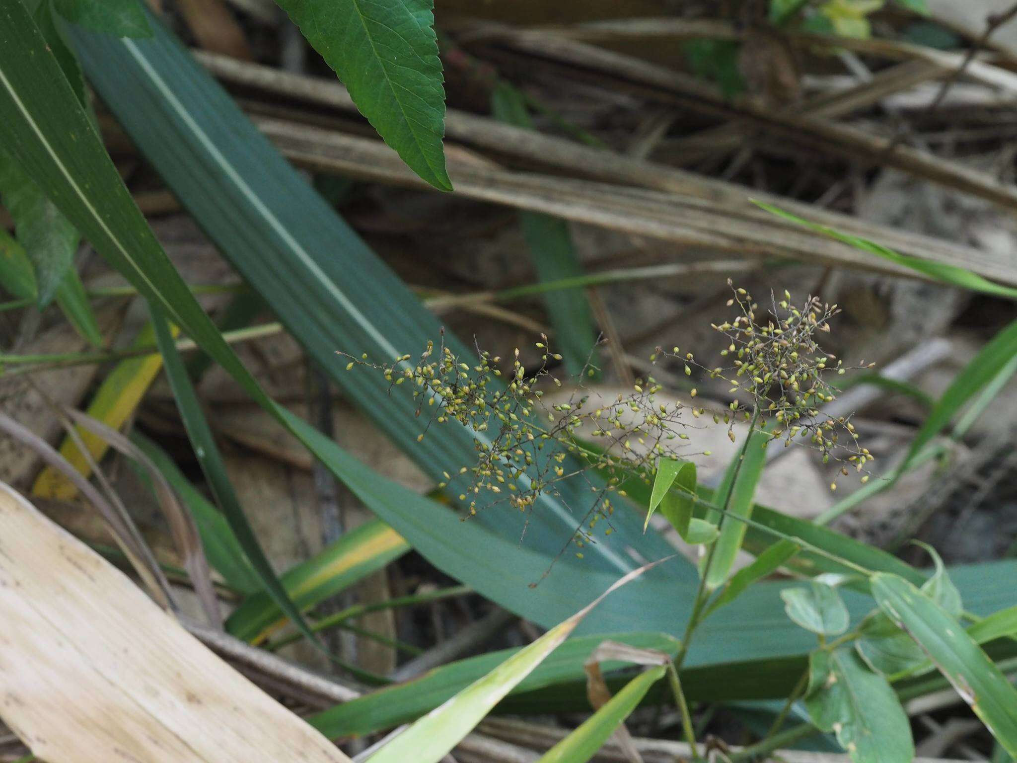 Image of Panicum sarmentosum Roxb.