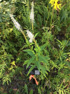 Image of Culver's root