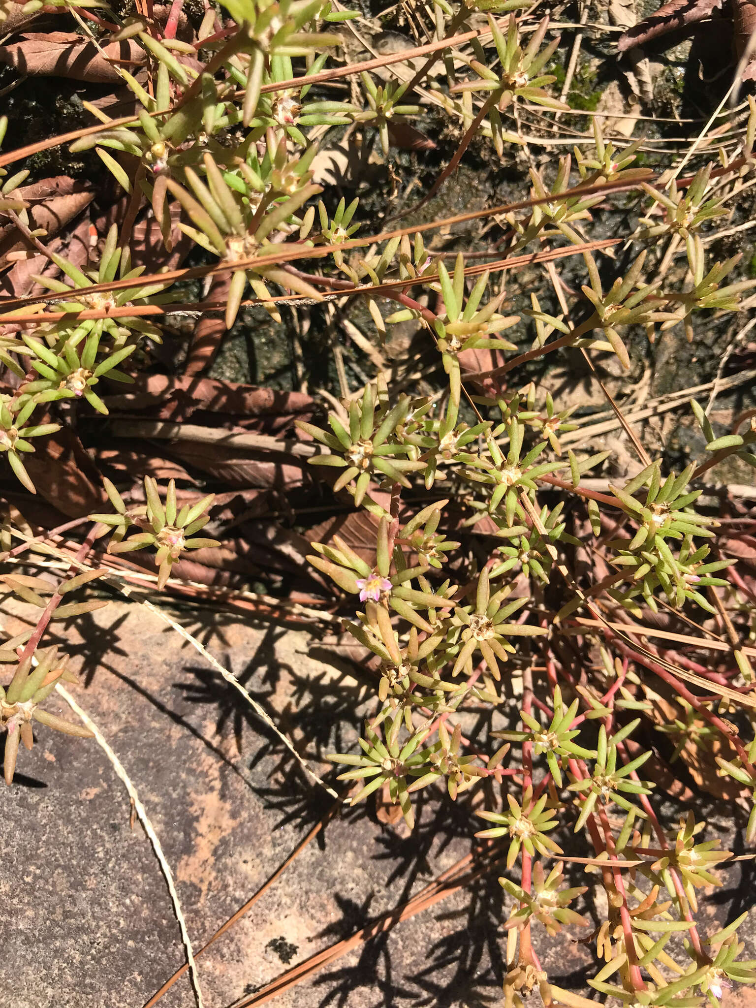 Image of Small's purslane