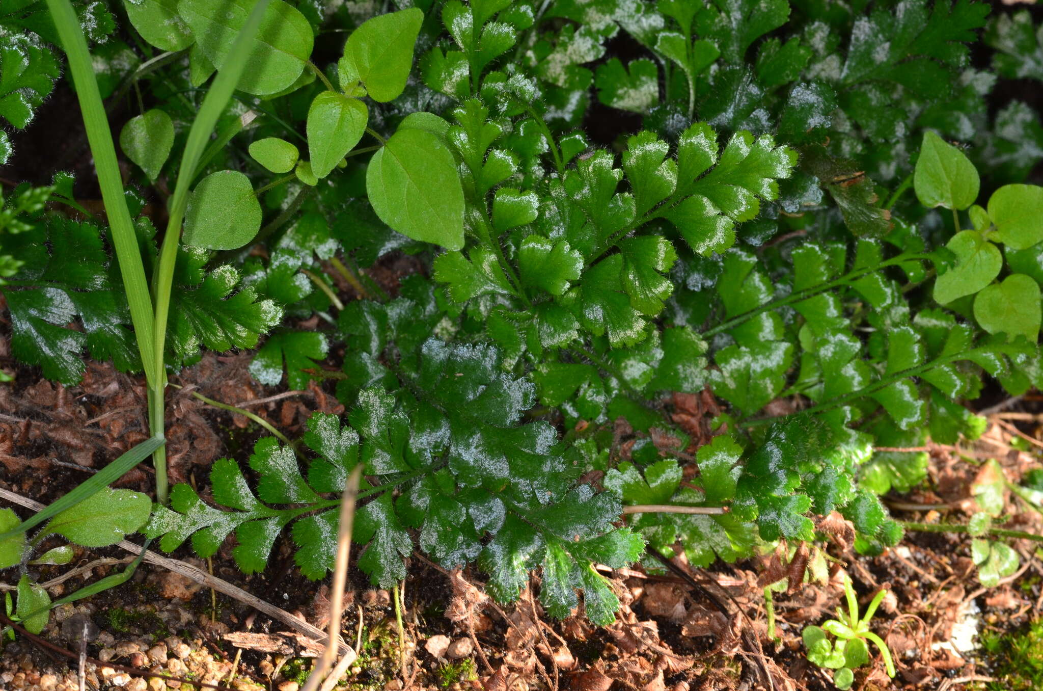 Sivun Asplenium subglandulosum (Hook. & Grev.) Salvo, Prada & T. E. Diaz kuva