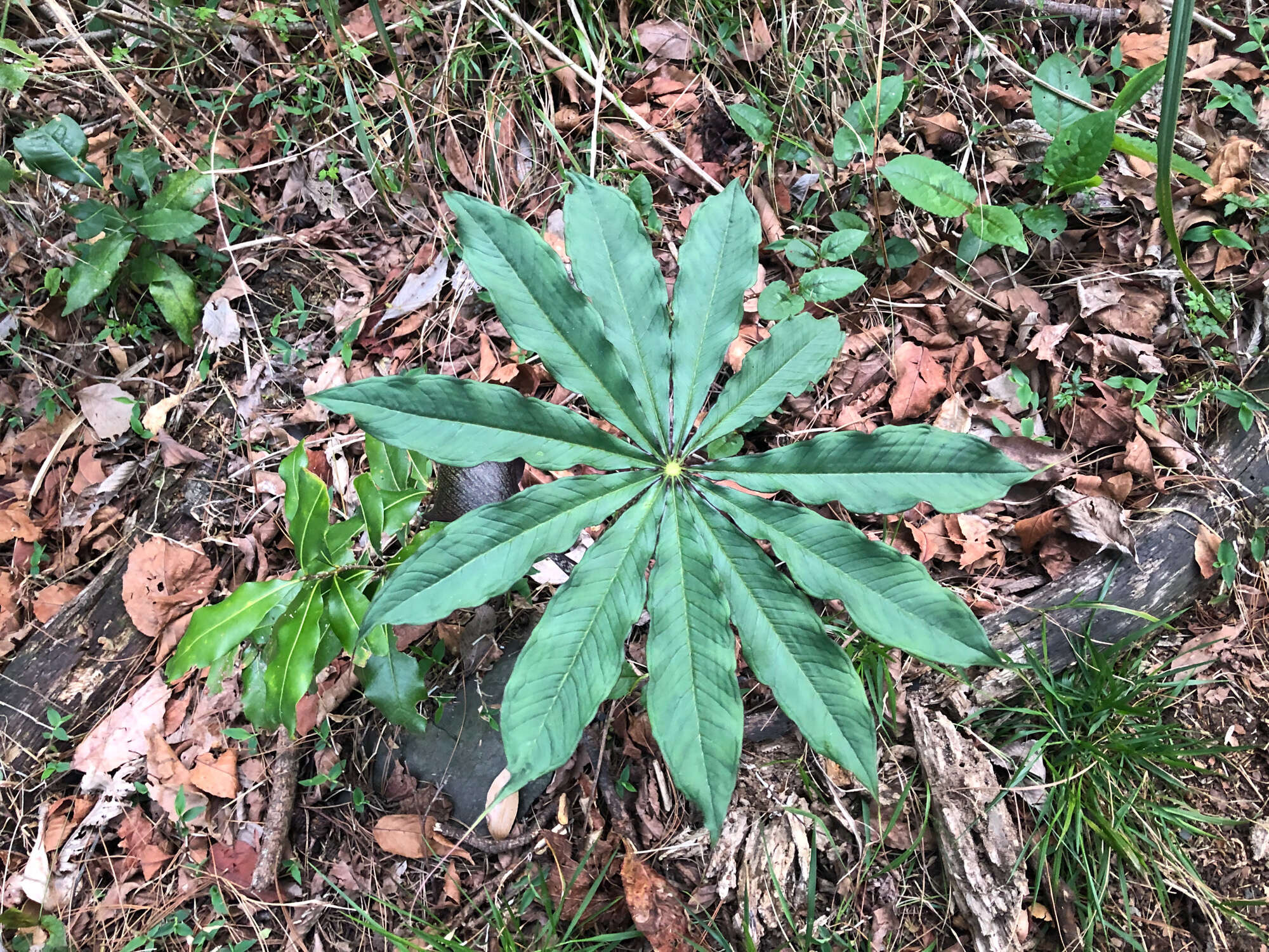 Arisaema taiwanense var. taiwanense的圖片