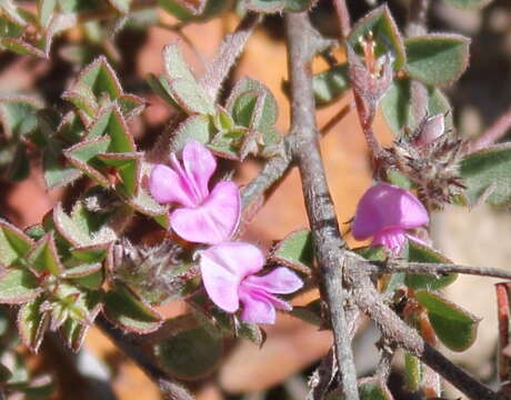 Image of <i>Indigofera alopecuroides</i> var. <i>minor</i> E. Mey.