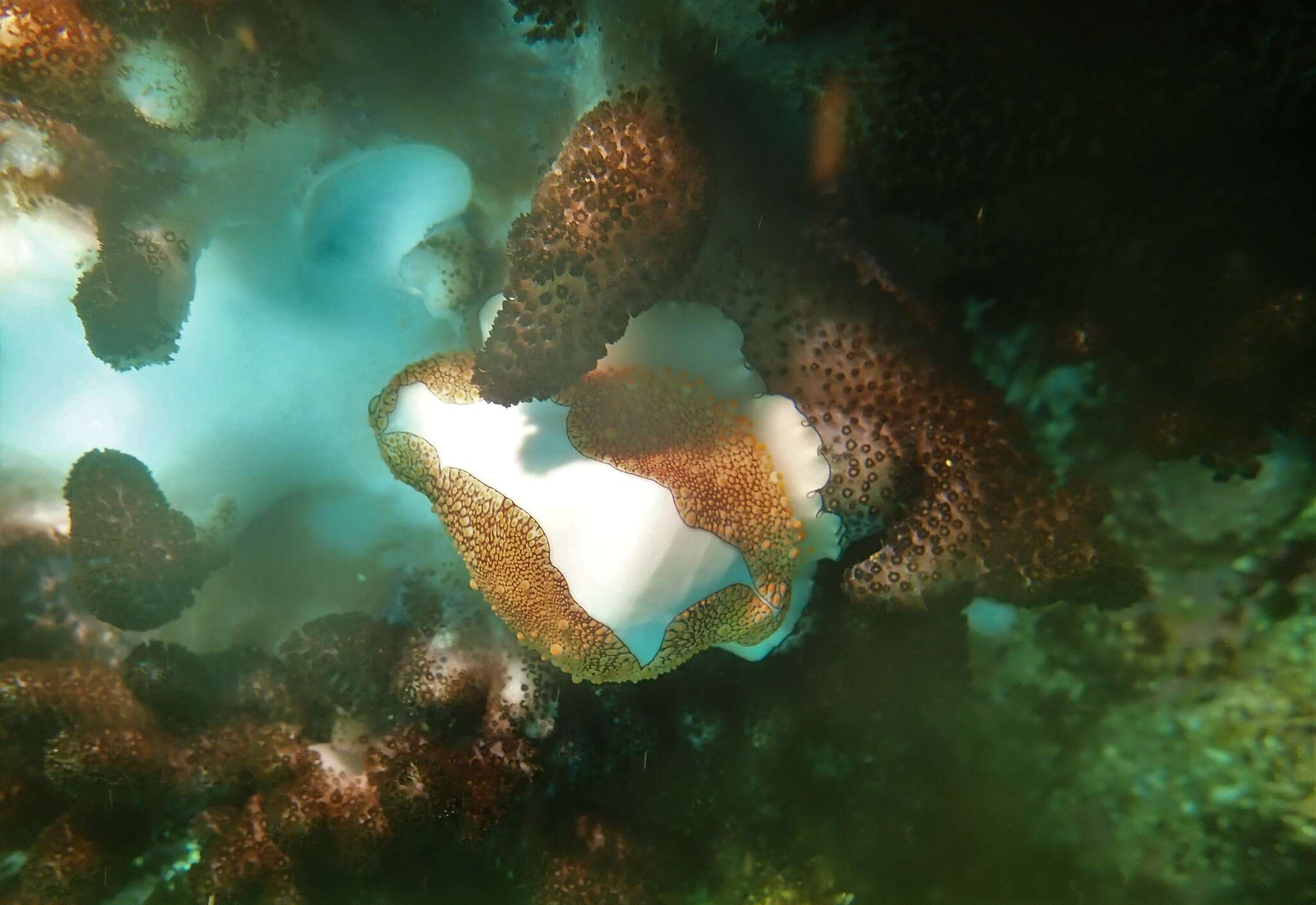 Image of Costellate egg cowrie