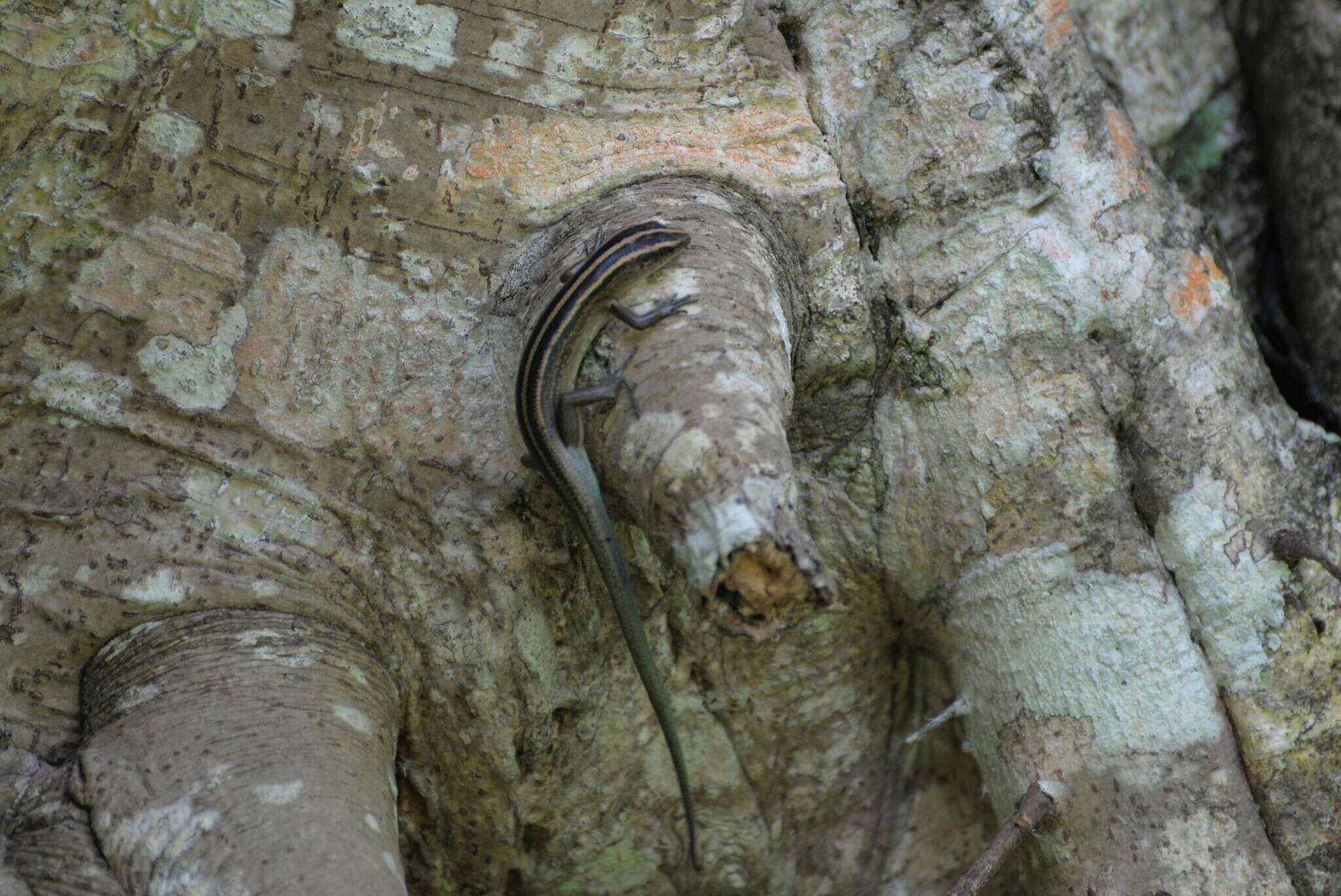 Image of Copper-tailed Skink