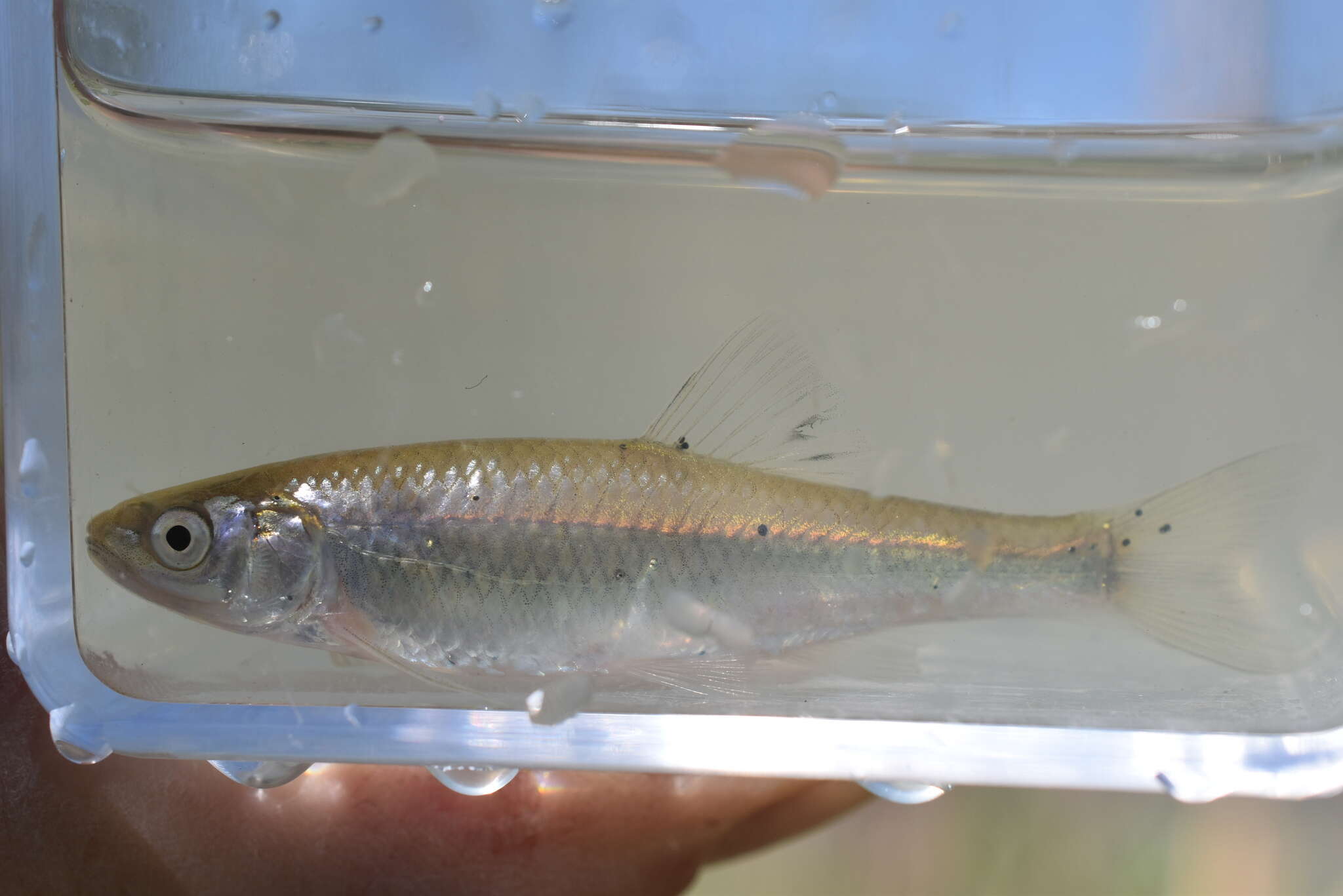 Image of Spotfin shiner