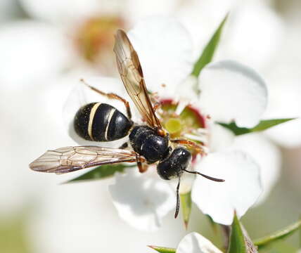 Plancia ëd Lasioglossum tertium (Dalla Torre 1896)