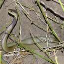 Image of African Cobra